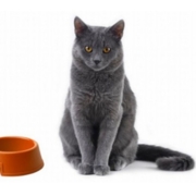 Корма для кошек